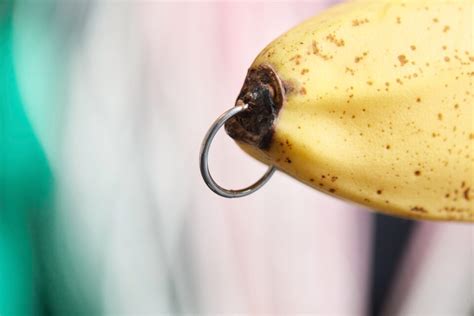 body art  culture  significance  penis piercing