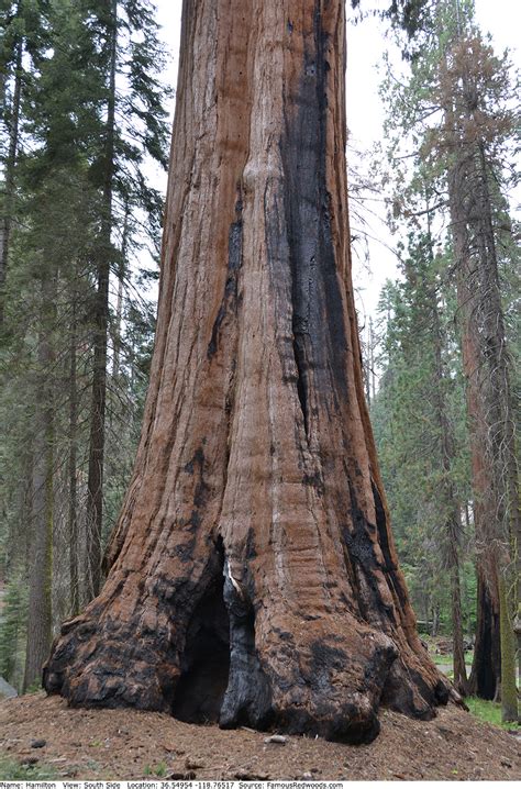hamilton tree famous redwoods