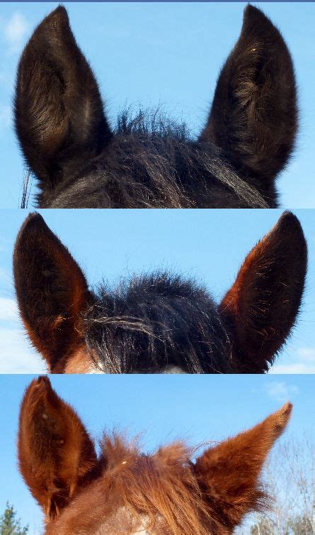 Horse Ears