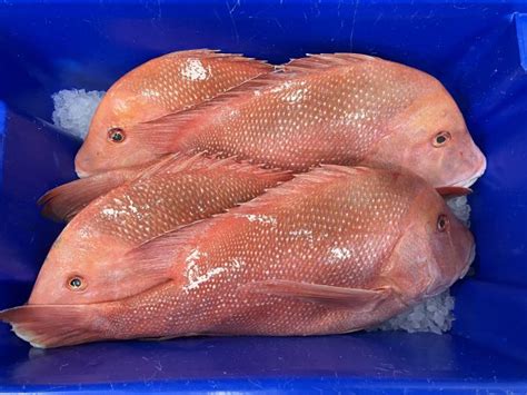 red emperor atp seafood