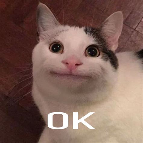 Pin by alisonnnnnn on 表情包 | Funny animal jokes, Cat memes, Animal jokes