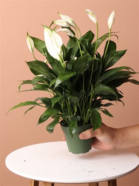 Low Light Plant Bundle – Dahing Plants