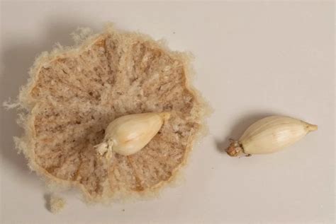 Garlic Clove 'Fur': Skin vs Mold Explained