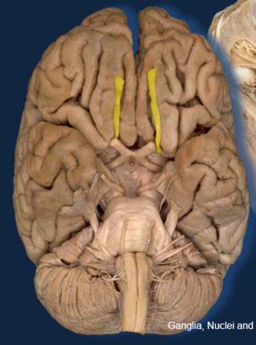ganglia nuclei  cranial nerves flashcards quizlet