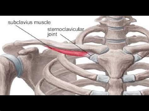 minutes  anatomy subclavius muscle youtube