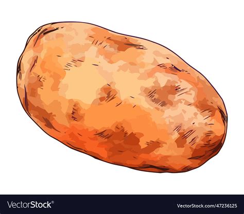 fresh potato hand drawn sketch royalty  vector image