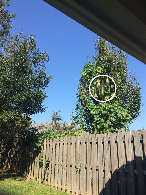 What is this vine growing in my neighbor's yard? I highlighted its