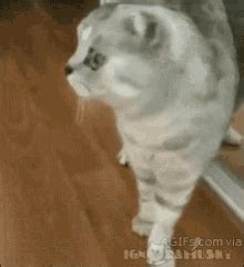 Cat Mirror GIF - Cat Mirror - Discover & Share GIFs