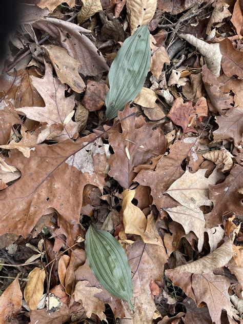 Gallery 1 — West Virginia Native Plant Society