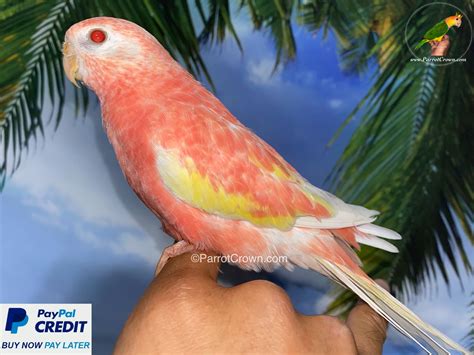Rubino Bourke Parakeet for sale (Parrot) 2026 - ParrotCrown.com