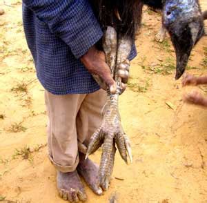 The Mindanao Examiner: Cops injured in cassowary attack in Zamboanga City