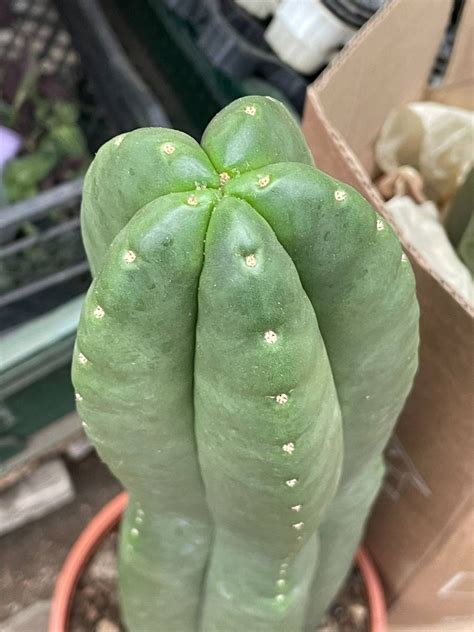 Trichocereus pachanoi SAN PEDRO | Cactuses \ Trichocereus | Kaktusy ...