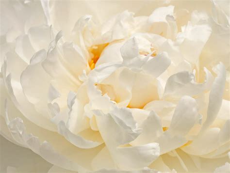 White Peonies per Blooming Season