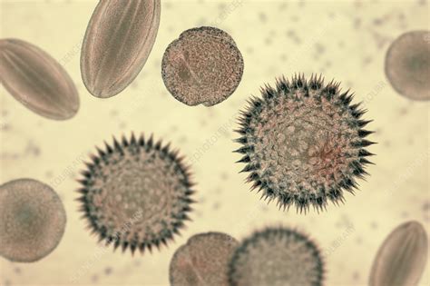 Pollen grains, illustration - Stock Image - F035/4117 - Science Photo ...