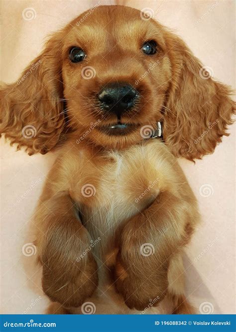 Golden Cocker Retriever