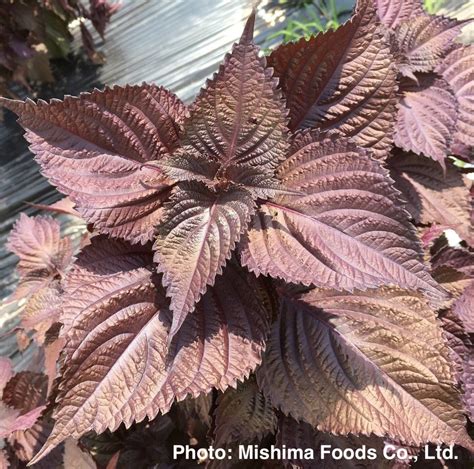 researchers sequence chromosome level genome  red perilla scinews