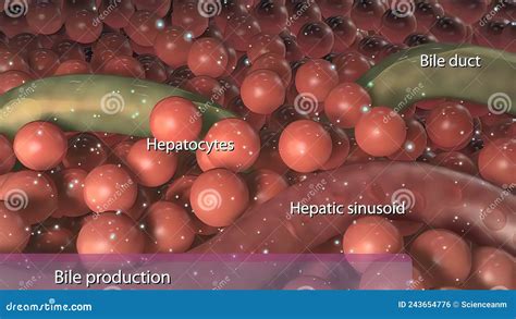 bile   dark green  yellowish brown liquid  aids