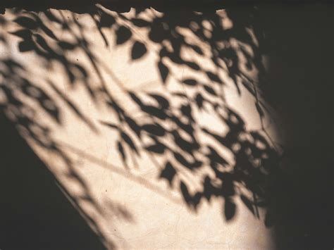 plant shadow pictures   images  unsplash