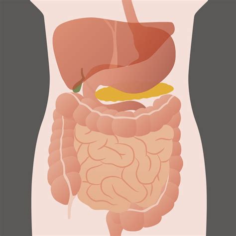 10 Facts About Your Gut | Probiotics Learning Lab