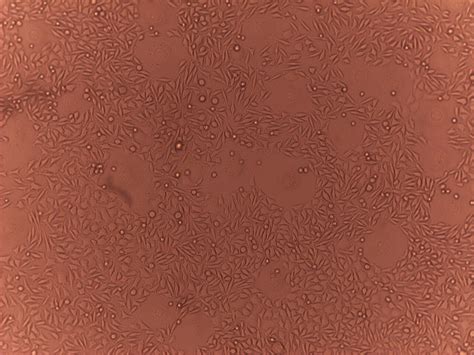 cell phenotype researchgate