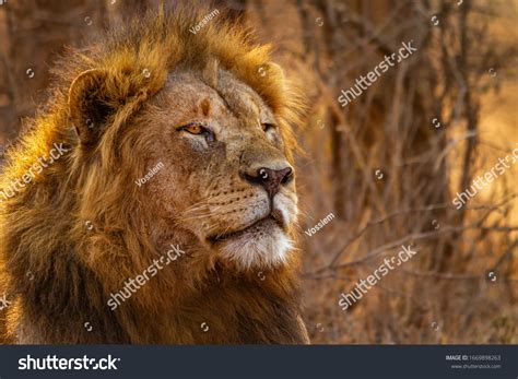 1,085 Alpha lion Images, Stock Photos & Vectors | Shutterstock