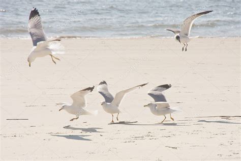 Seagulls Feeding on Beach — Stock Photo © dbvirago #5835279