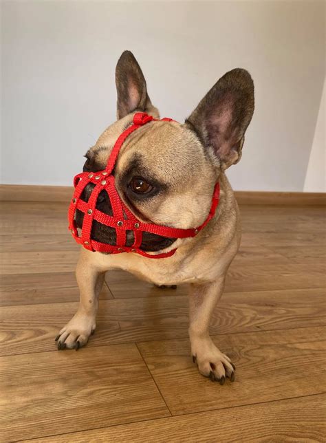 Dog Muzzle for French Bulldog frenchies a Other - Etsy