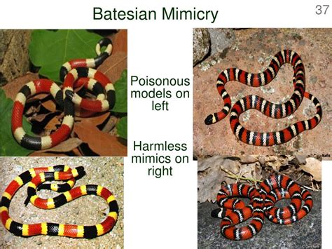 PPT - Ch. 47 – Community Ecology PowerPoint Presentation, free download ...
