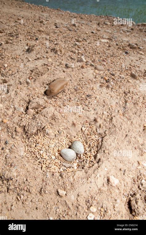 Plover nest with eggs, typically laid in simple ground depressed areas, in the middle of a road ...