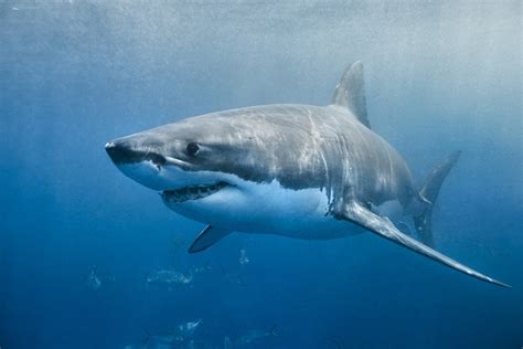 A Great White Shark Was Spotted off the Coast of Connecticut