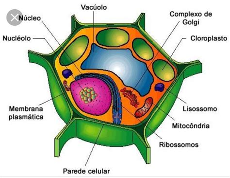 Núcleo Da Célula Vegetal - Esquema de célula vegetal ¡Fotos & Guía 2024!