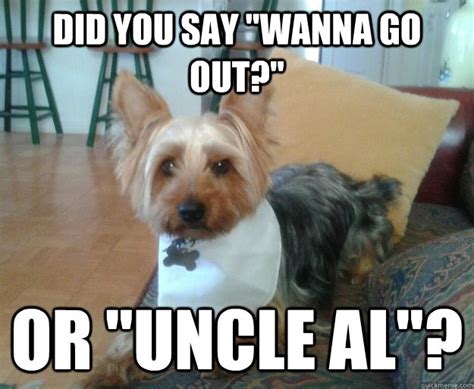 MIshearing Miniature Yorkie memes | quickmeme