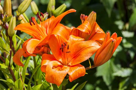 When Do Lilies Bloom? What You Need to Know