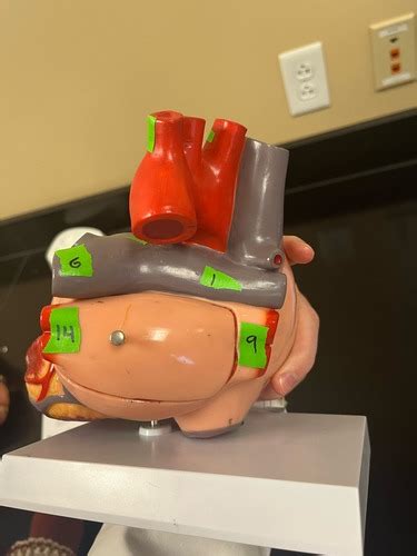 Anatomy Lab Practical 1 Flashcards | Quizlet 