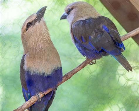 Nashville Zoo - Meet our newest feathered residents in...