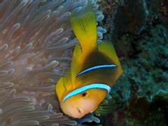 Plongée à Tahiti : le tombant d'Arue avec son poisson-clown - recif tapete