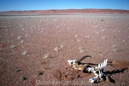 Springbok Skeleton, Namib Desert, Namibia, Southern Africa