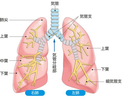 呼吸器系│からだのしくみを調べる - 医療総合QLife