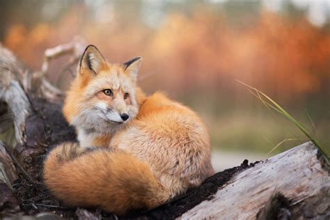 red fox resting   fallen log  autumn hd wallpaper rare gallery