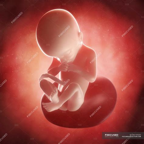21 Weeks Fetus