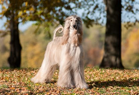 male female afghan hound weights heights  age