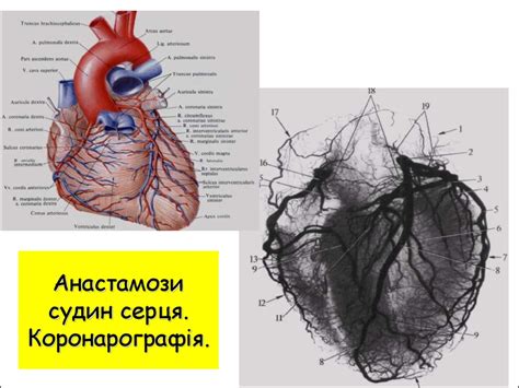 Будова та розвиток серця і артеріальних судин . Вади розвитку ...