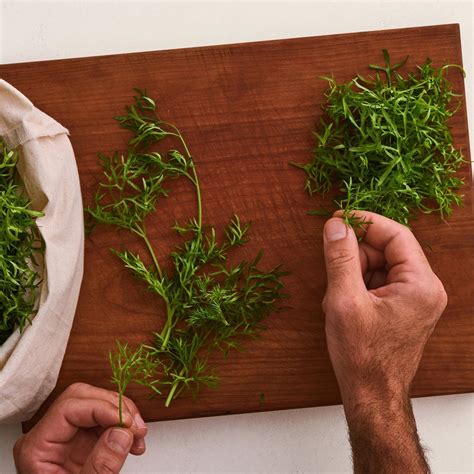 Delfino Cilantro Seeds