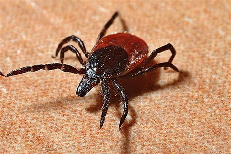 May is Lyme Disease Awareness Month - 1160 The Score