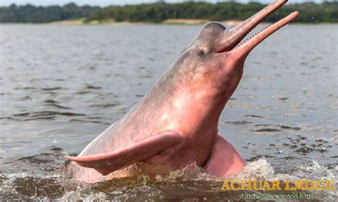 ¡En lo salvaje! 10 increíbles animales encontrados en la selva