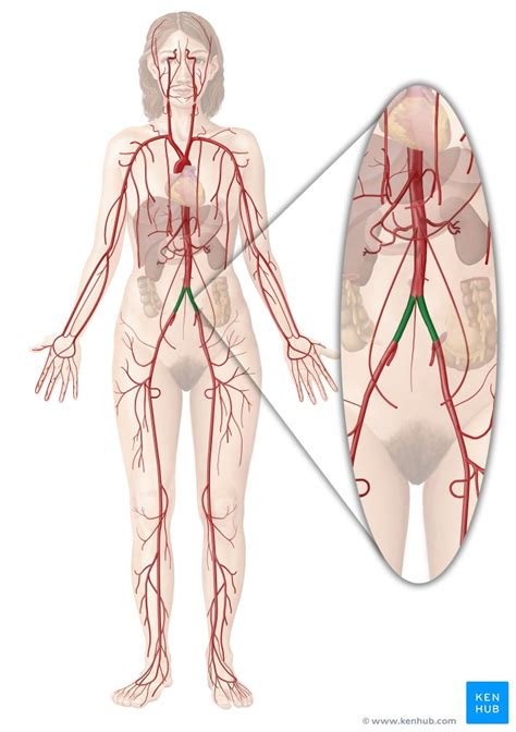 Common iliac artery: Anatomy, branches, supply | Kenhub