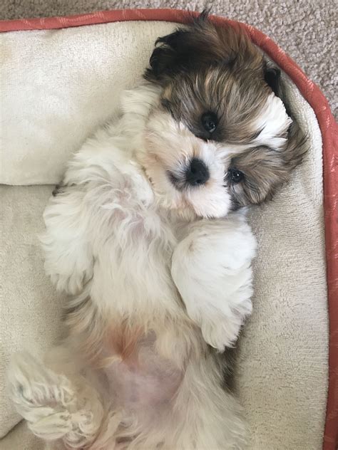 14 photos of shih tzu that will melt your heart – Artofit