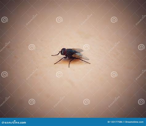 single fly stock photo image  small single macro