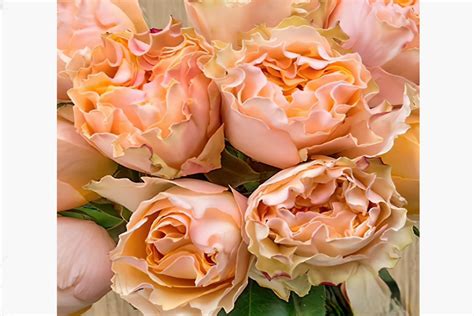 Роза срезочная Кампанелла Пич (Rose Campanella Peach) ОКС осень 2024 ...