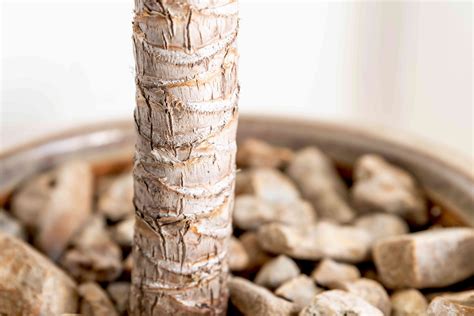 Spineless Yucca: Plant Care & Growing Guide